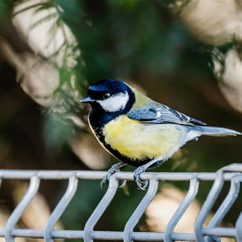Nature Black and White 的图像结果