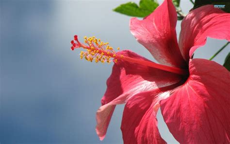 Hibiscus Flower Wallpapers - Wallpaper Cave