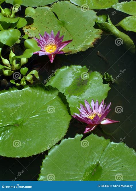 Lily pads with flowers. stock photo. Image of lilly, drop - 46440