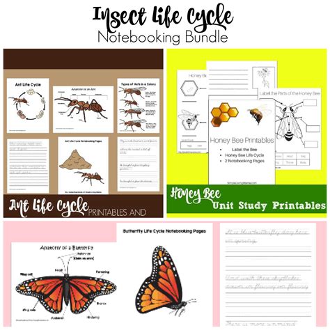 Insect Life Cycle Printables