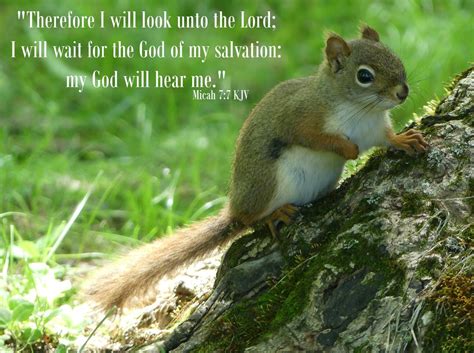 Animal Bible Quotes at Jo Diggs blog