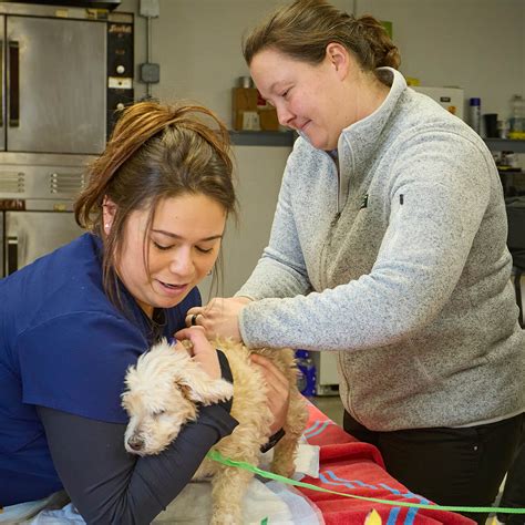 Dog and Cat Vaccinations in Addison County, VT | Addison County Mobile ...