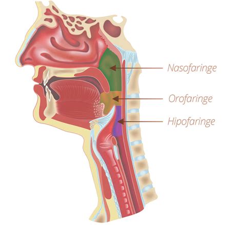 Tratamento de Câncer de Garganta - Especialista SP