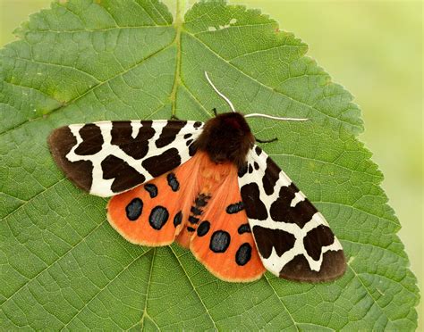 Garden Tiger | Butterfly Conservation