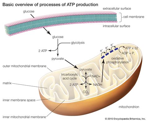 Glycolysis Cellular Respiration Flow Chart