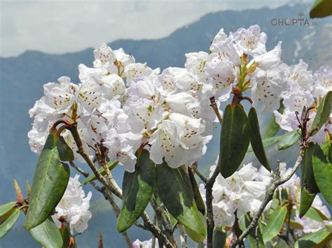 Rhododendron - Altitude Marker in Chopta - How Burans Flowers Change ...