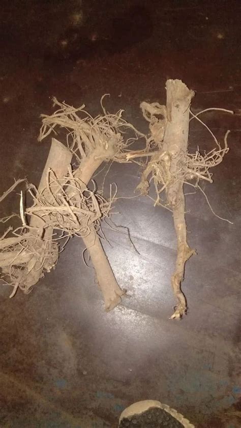Oil Extraction Machine - Kapas Root Extract Trader - Wholesaler ...