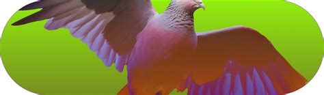 Dodo Python 的图像结果