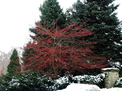 Crataegus viridis 'Winter King' - Winter King green hawthorn | The ...