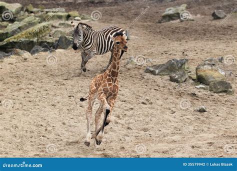 Running giraffe and zebra stock photo. Image of young - 35579942