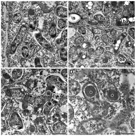 The Fungicide Tetramethylthiuram Disulfide Negatively Affects Plant ...
