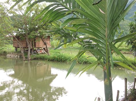 Free Images : tree, jungle, botany, vegetation, rainforest, habitat, tropics, ecosystem, woody ...