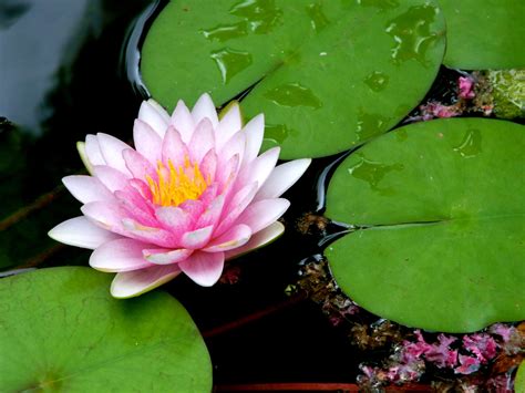 Lily Pad Flowers at Jorja Helms blog