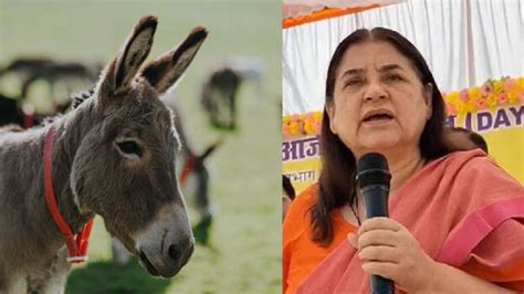 Maneka Gandhi bats for soaps with donkey milk; says it enhances women’s ...