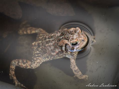Image result for Toad Croaking Sound