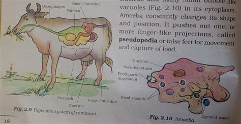 Image result for Class 7th Science Chapter 2