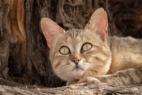African Wild Cat Pet