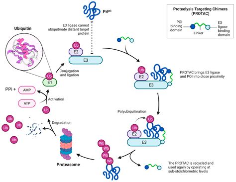 Central Nervous System Targeted Protein Degraders