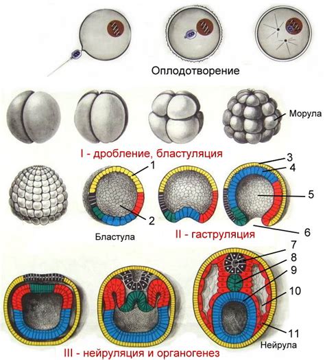 Эмбриогенез | Кинезиолог