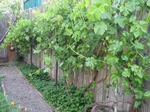 Grapes tree plant hybrid (Pack of 1) : Amazon.in: Garden & Outdoors