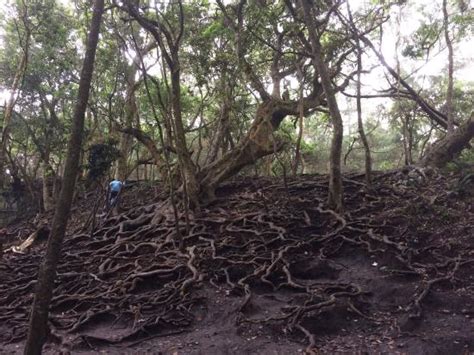 The Caves are no Longer Accessible. - Reviews, Photos - Guna Cave ...