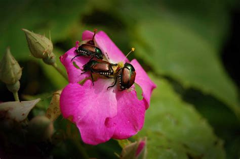 How to Control Japanese Beetles in Your Lawn and Garden