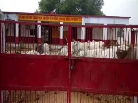 UP: Farmers lock up stray cattle to protect their crops in Banda