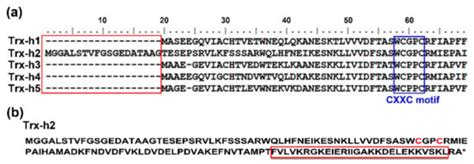 Arabidopsis Disulfide Reductase, Trx-h2, Functions as an RNA Chaperone ...
