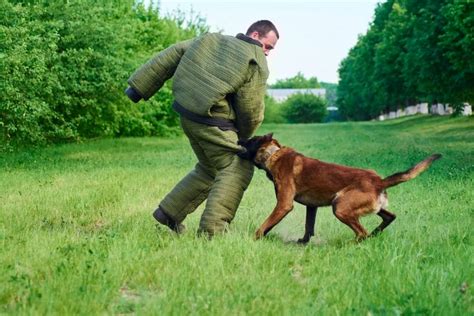 How to Identify & Treat Dog Bites: Signs, Symptoms & Treatment