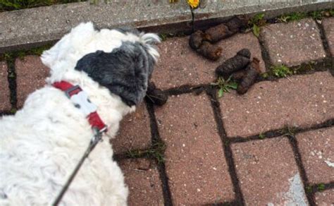Image result for Dog Eating Pudding Poop