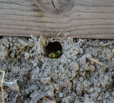Pictures Of Yellow Jacket Nests In Ground at Justin Poole blog