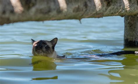 Kittens Swimming