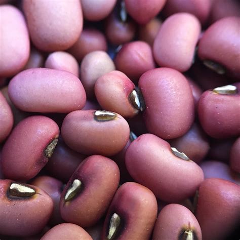 Sea Island Red Pea – Truelove Seeds
