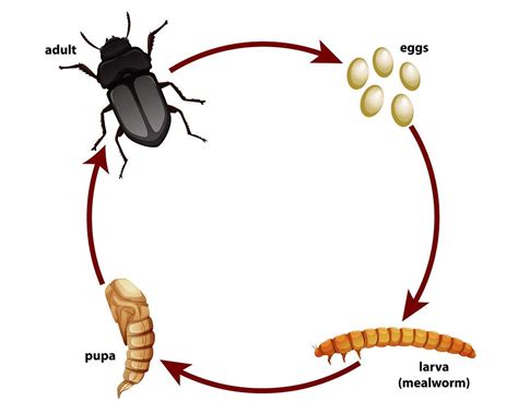 Mealworms as Feeder Insects: Benefits, Care, and Storage Tips | Promeal