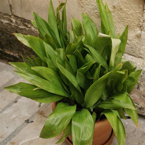 Aspidistra elatior