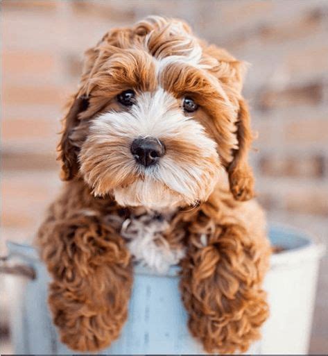 Image result for Cockapoo Teddy Cut
