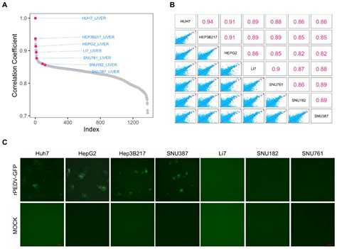 Identification and Characterization of Cell Lines HepG2, Hep3B217 and ...