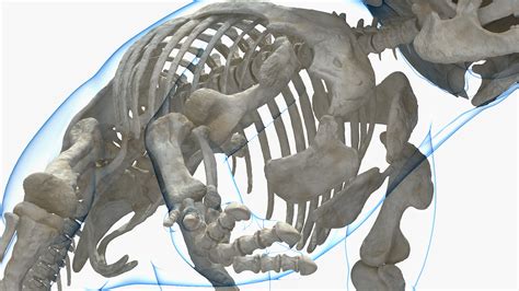 3D Triceratops Skeleton Standing Pose with Transparent Skin | 3D Molier ...