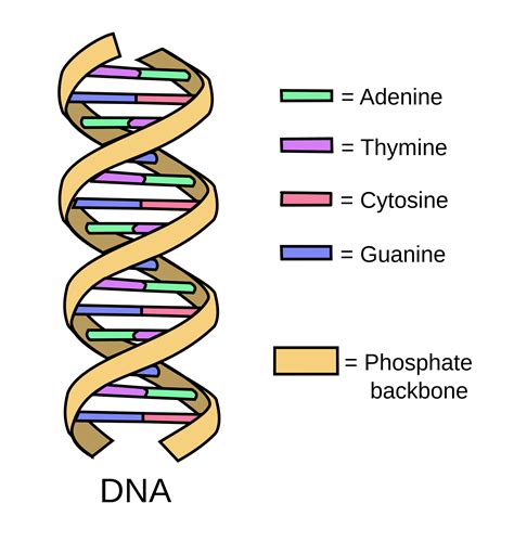 The Structure of DNA | by Ron Vale