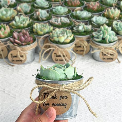 This Succulents & Cacti item by TheNextGardenerInc has 98 favorites ...