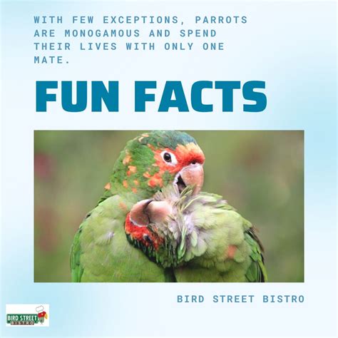 Fun Facts About Parrots!