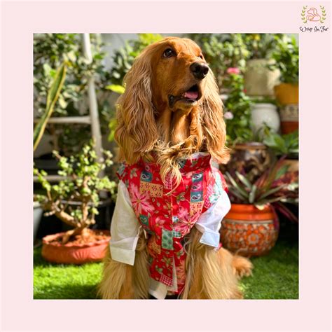 Red Printed Dog Kurta Jacket Set | Royal Indian Pet Ethnic Wear Dress ...