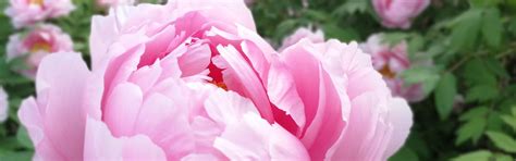 Luoyang Peony Festival Guide 2027: Best Gardens & Visiting Tips