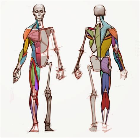 simple drawing anatomy