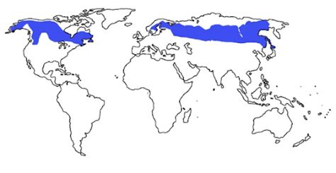 Forest Ecosystem - Environment Notes