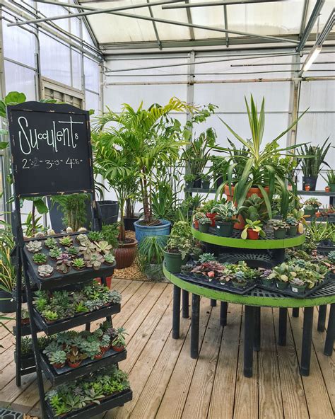 Indoor Plant Nursery Near Me - Plants Gallery