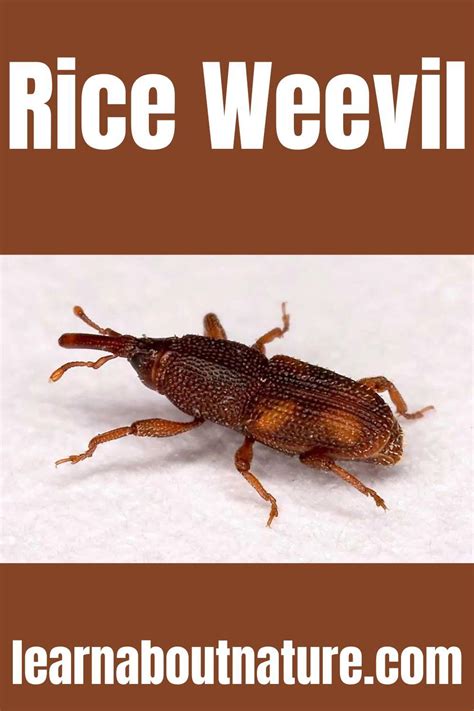 Rice Weevil 的图像结果