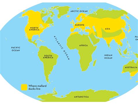 Ducks Amuck | Canton Public Library