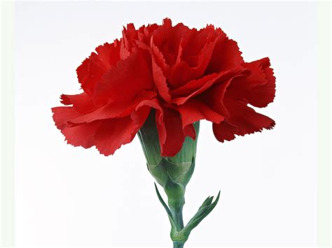 Red Carnation - National Flower of Spain | Red carnation, Carnations ...