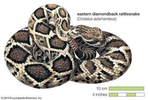 Rattlesnake | Definition, Habitat, Species, & Facts | Britannica